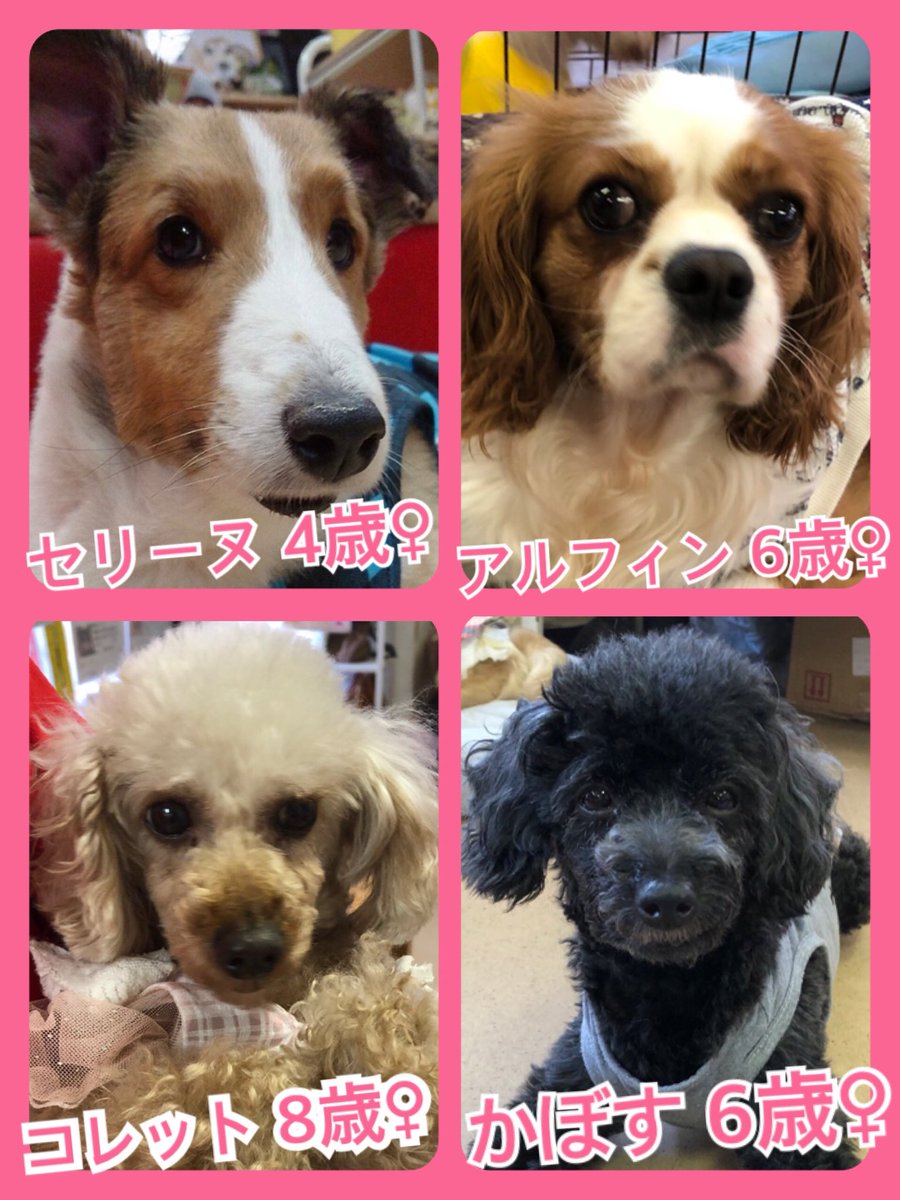 🐾今日の里親様募集中ワンコ🐶メンバーです🐾2019,5,31